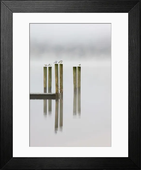 Framed Print : Gulls perch on wooden jetty posts on a misty morning at Derwent Water, Keswick, Lake Framed Print : Gulls perch on wooden jetty posts on a misty morning at Derwent Water, Keswick, Lake