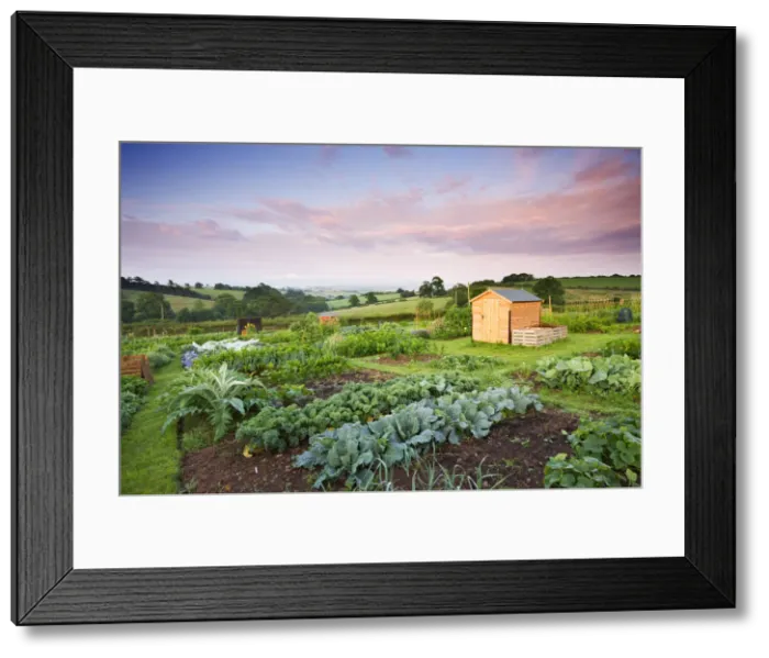 Framed Print : Vegetable growing on a rural Allotment, Morchard Bishop, Devon, England Framed Print : Vegetable growing on a rural Allotment, Morchard Bishop, Devon, England