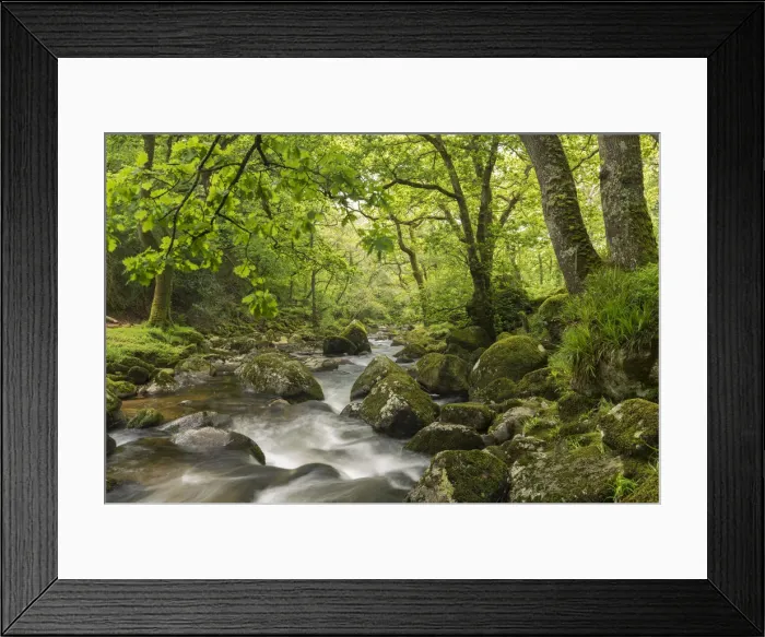 Framed Print : River Plym flowing through Dewerstone Wood, Dartmoor, Devon, England. Spring (May) 2016 Framed Print : River Plym flowing through Dewerstone Wood, Dartmoor, Devon, England. Spring (May) 2016