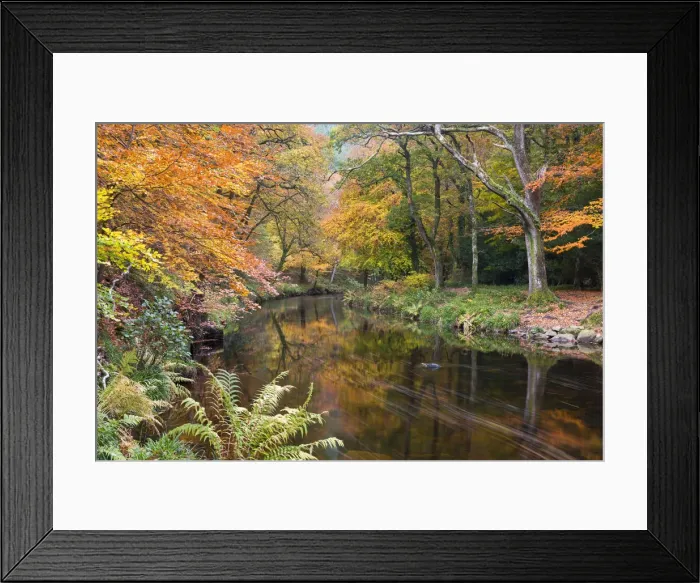 Framed Print : Autumn foliage along the banks of the River Teign at Fingle Bridge, Dartmoor National