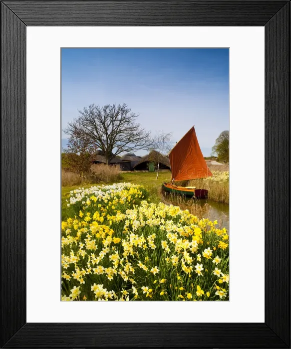 Framed Print : Red Sailboat & Daffodils, Hickling, Norfolk, England