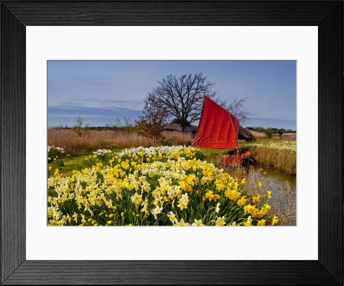 Framed Print : Red Sailboat & Daffodils, Hickling, Norfolk, England Framed Print : Red Sailboat & Daffodils, Hickling, Norfolk, England