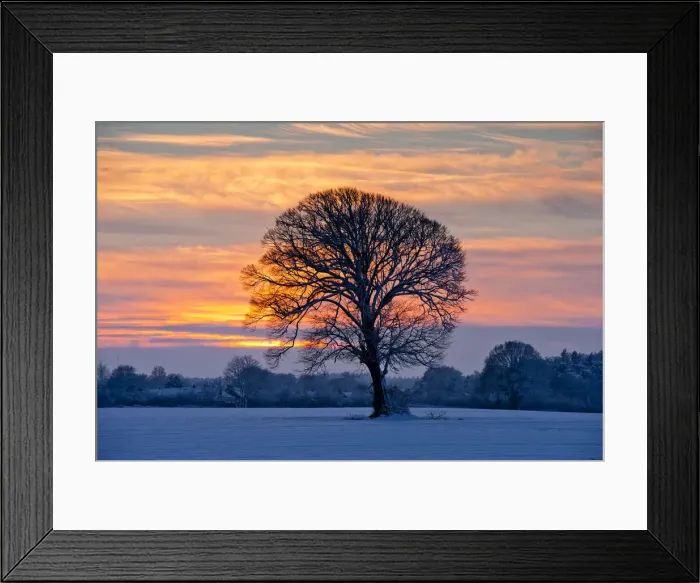 Framed Print : Winter Sunset over Lone Tree, Norfolk, England Framed Print : Winter Sunset over Lone Tree, Norfolk, England