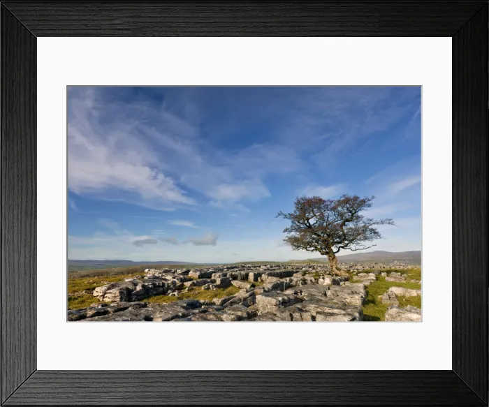 Framed Print : Tree in Limestone Pavement, Yorkshire Dales National Park, North Yorkshire, England Framed Print : Tree in Limestone Pavement, Yorkshire Dales National Park, North Yorkshire, England