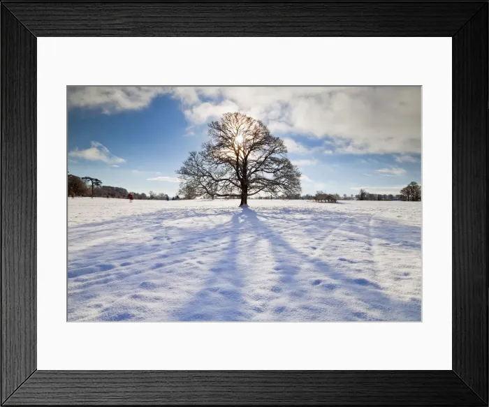 Framed Print : Tree in Winter, Melbury Deer Park, Dorset, England Framed Print : Tree in Winter, Melbury Deer Park, Dorset, England