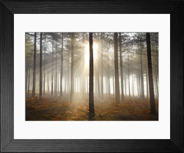 Framed Print : Misty Sunshine Through Pine Trees, Arne Wood, Dorset, England Framed Print : Misty Sunshine Through Pine Trees, Arne Wood, Dorset, England