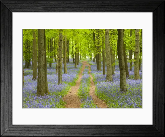 Framed Print : Path through Bluebell Wood, Dockey Wood, Ashridge Estate, Hertfordshire, England Framed Print : Path through Bluebell Wood, Dockey Wood, Ashridge Estate, Hertfordshire, England