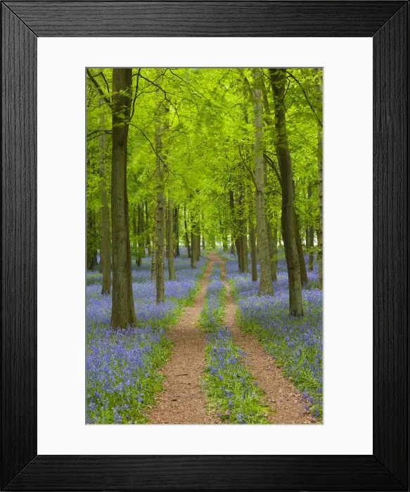 Framed Print : Path through Bluebell Wood, Dockey Wood, Ashridge Estate, Hertfordshire, England Framed Print : Path through Bluebell Wood, Dockey Wood, Ashridge Estate, Hertfordshire, England