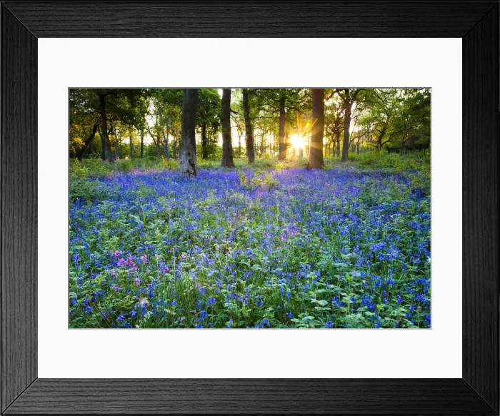 Framed Print : Sunrise in Bluebell Wood, Norfolk, England Framed Print : Sunrise in Bluebell Wood, Norfolk, England