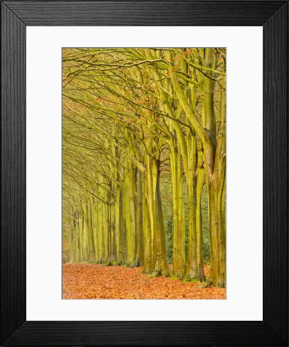 Framed Print : Avenue of Beech Trees in Late Autumn, Felbrigg Estate, Norfolk, England Framed Print : Avenue of Beech Trees in Late Autumn, Felbrigg Estate, Norfolk, England