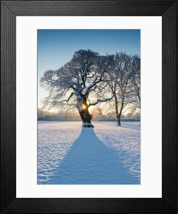 Framed Print : Sunburst Through Oak Tree in Winter, Holt, Norfolk, England Framed Print : Sunburst Through Oak Tree in Winter, Holt, Norfolk, England
