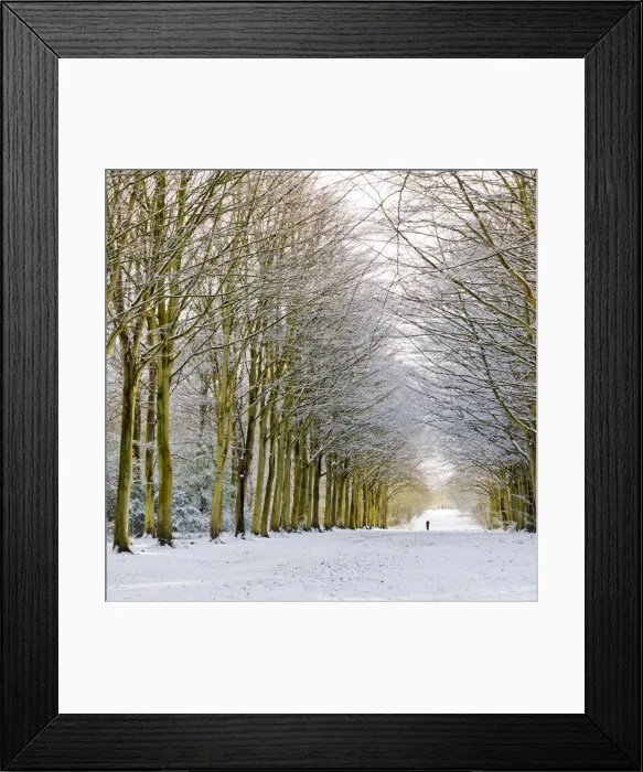 Framed Print : Person on Avenue of Beech Trees in Winter, Felbrigg Estate, Norfolk, England Framed Print : Person on Avenue of Beech Trees in Winter, Felbrigg Estate, Norfolk, England