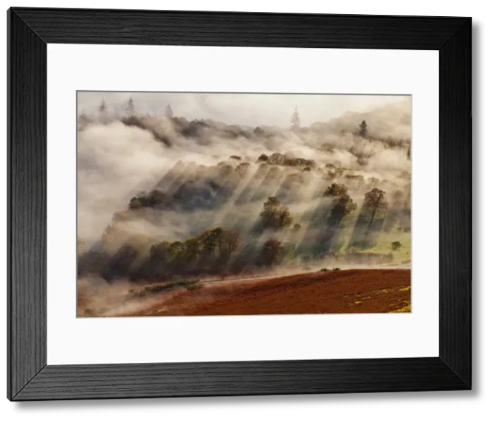 Framed Print : Trees in Mist, Lake District National Park, Cumbria, England Framed Print : Trees in Mist, Lake District National Park, Cumbria, England