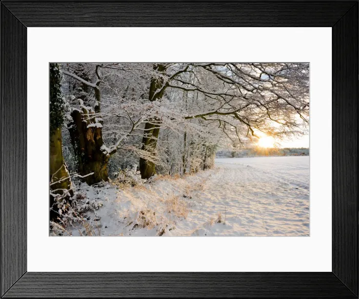 Framed Print : Woodland in Winter Sunset, Felthorpe, Norfolk, England Framed Print : Woodland in Winter Sunset, Felthorpe, Norfolk, England