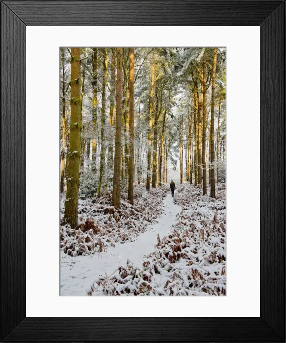 Framed Print : Person Walking in Pine Forest in Winter, Holt Country Park, Norfolk, England Framed Print : Person Walking in Pine Forest in Winter, Holt Country Park, Norfolk, England