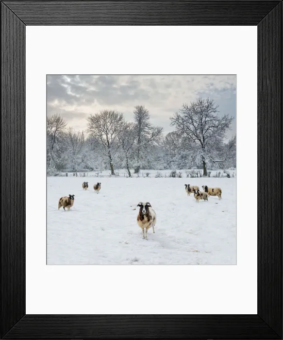 Framed Print : Sheep in Winter Landscape, Tasburgh, Norfolk, England Framed Print : Sheep in Winter Landscape, Tasburgh, Norfolk, England