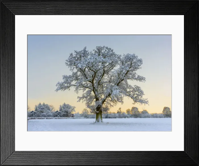 Framed Print : Lone Tree in Winter, Norfolk, England Framed Print : Lone Tree in Winter, Norfolk, England