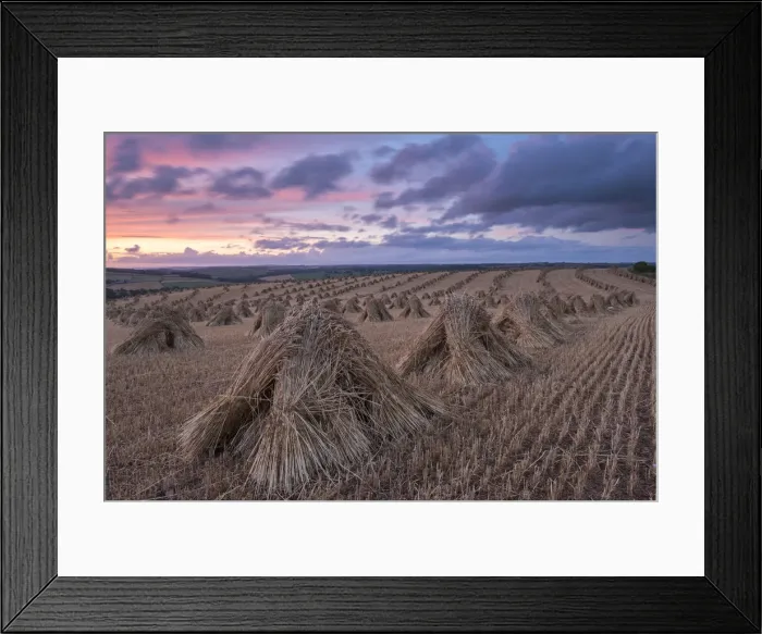 Framed Print : Corn stooks for thatching, Devon, England. Summer (July) Framed Print : Corn stooks for thatching, Devon, England. Summer (July)