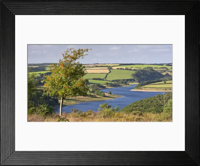 Framed Print : Rowan Tree on Haddon Hill, overlooking Wimbleball Lake, Exmoor, Somerset, England Framed Print : Rowan Tree on Haddon Hill, overlooking Wimbleball Lake, Exmoor, Somerset, England