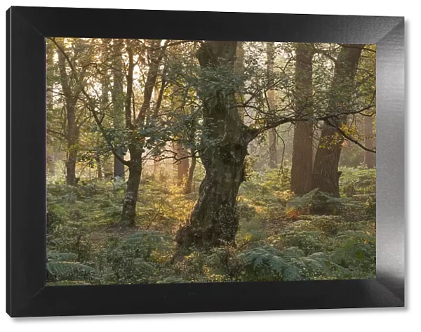 Morning sunlight illuminates a woodland near Webbers Post, Exmoor, Somerset, England