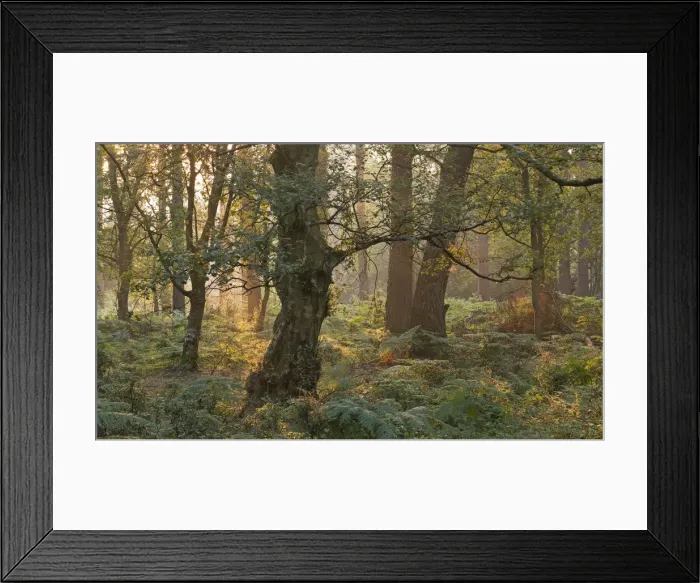 Framed Print : Morning sunlight illuminates a woodland near Webbers Post, Exmoor, Somerset, England Framed Print : Morning sunlight illuminates a woodland near Webbers Post, Exmoor, Somerset, England