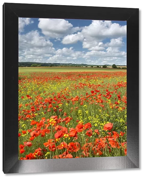 Wild poppies and rapeseed flowering in a Dorset field, England. Summer (July)