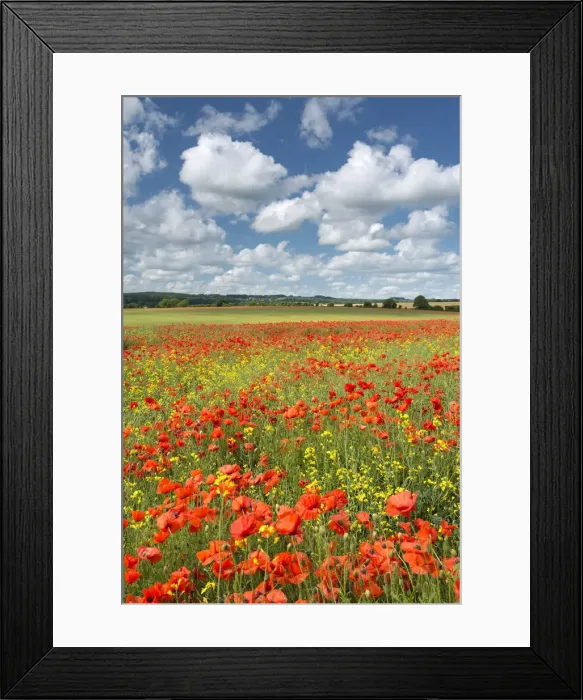 Framed Print : Wild poppies and rapeseed flowering in a Dorset field, England. Summer (July) Framed Print : Wild poppies and rapeseed flowering in a Dorset field, England. Summer (July)