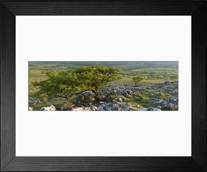 Framed Print : Hawthorn Tree on Cox tor, Dartmoor National Park, Devon, England. Spring (June) Framed Print : Hawthorn Tree on Cox tor, Dartmoor National Park, Devon, England. Spring (June)