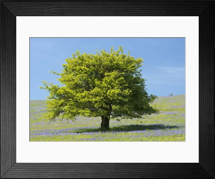 Framed Print : Hawthorn tree and Bluebells flowering on Holwell Lawn, Dartmoor, Devon, England. Spring Framed Print : Hawthorn tree and Bluebells flowering on Holwell Lawn, Dartmoor, Devon, England. Spring