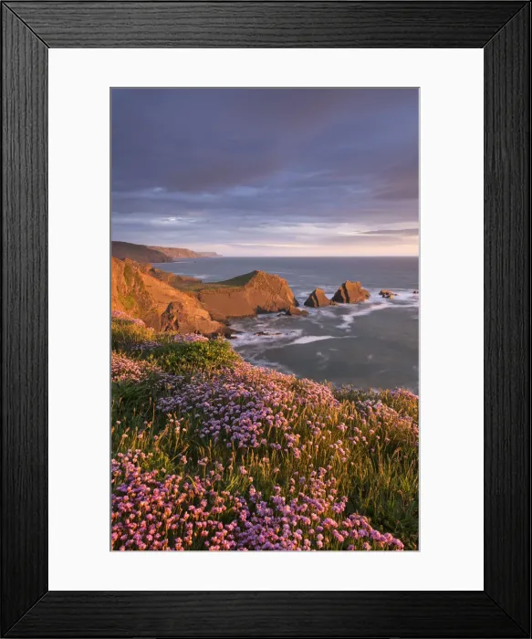 Framed Print : Flowering pink thrift on the cliffs above Hartland Quay looking towards Screda Point Framed Print : Flowering pink thrift on the cliffs above Hartland Quay looking towards Screda Point