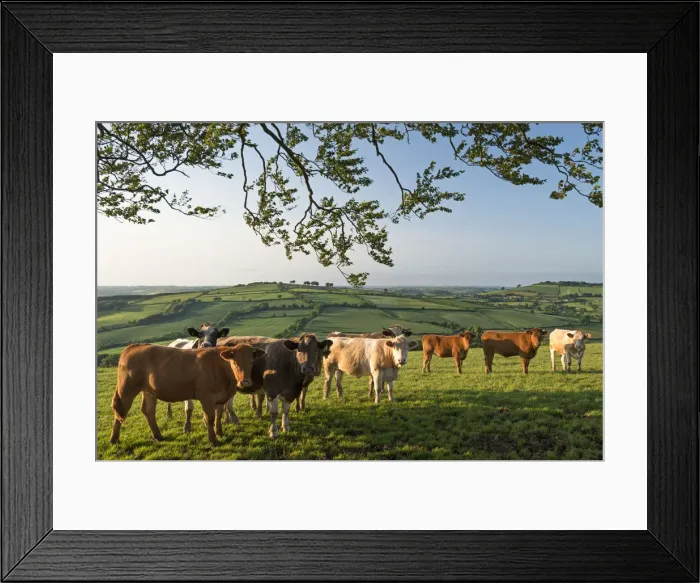 Framed Print : Cattle grazing in rolling countryside, Stockleigh Pomeroy, Devon, England. Summer (June) Framed Print : Cattle grazing in rolling countryside, Stockleigh Pomeroy, Devon, England. Summer (June)