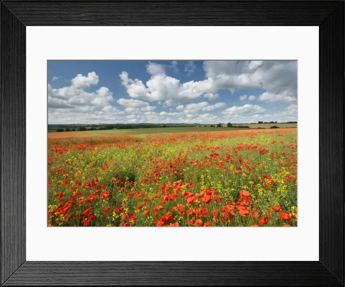 Framed Print : Wild poppies on a beautiful summers day, Dorset, England. Summer (July) Framed Print : Wild poppies on a beautiful summers day, Dorset, England. Summer (July)