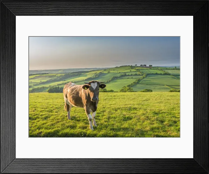 Framed Print : Cow grazing in beautiful rolling countryside, Devon, England. Summer (June) Framed Print : Cow grazing in beautiful rolling countryside, Devon, England. Summer (June)