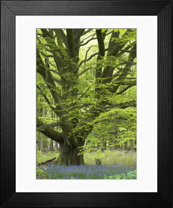 Framed Print : Bluebells growing beneath an ancient pollarded Beech tree in Savernake Forest, Marlborough Framed Print : Bluebells growing beneath an ancient pollarded Beech tree in Savernake Forest, Marlborough