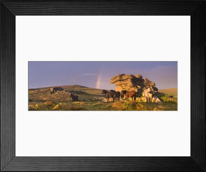 Framed Print : Dartmoor Ponies shelter beside a granite outcrop near Saddle Tor, Dartmoor National Park Framed Print : Dartmoor Ponies shelter beside a granite outcrop near Saddle Tor, Dartmoor National Park
