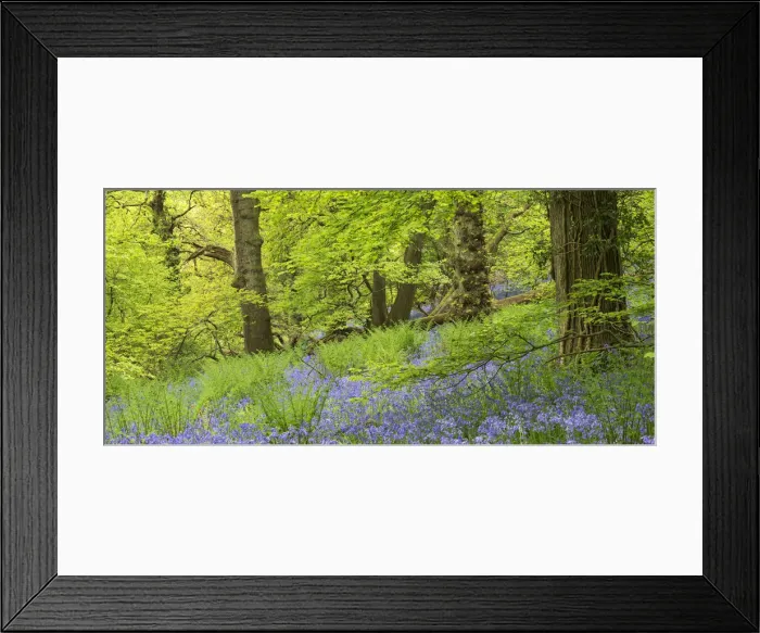 Framed Print : Bluebell woodland in Priors Wood, Portbury, Avon, England. Spring (May) Framed Print : Bluebell woodland in Priors Wood, Portbury, Avon, England. Spring (May)