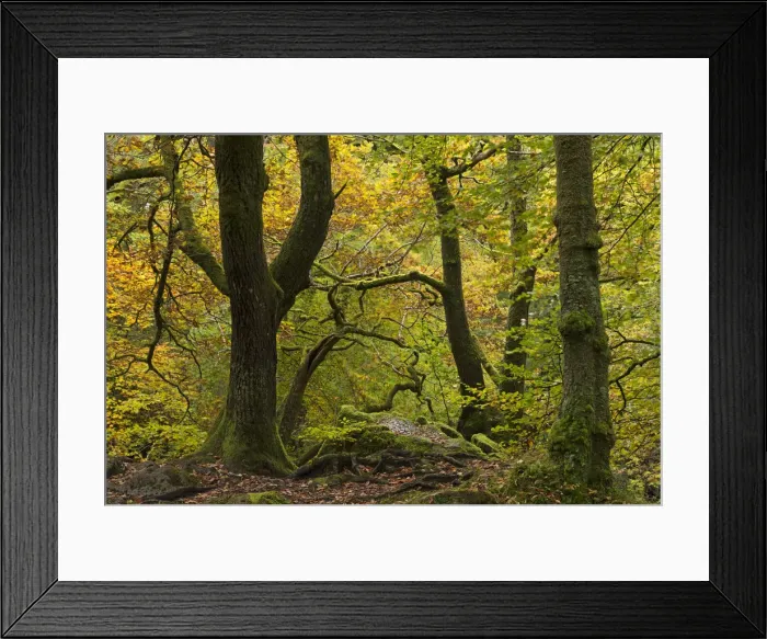 Framed Print : Broadleaf woodland with colourful autumn foliage, Ambleside, Lake District, Cumbria Framed Print : Broadleaf woodland with colourful autumn foliage, Ambleside, Lake District, Cumbria