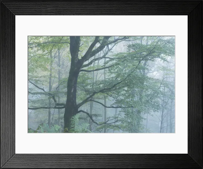 Framed Print : Deciduous woodland in mist, Grasmere, Lake District, Cumbria, England. Autumn (October) Framed Print : Deciduous woodland in mist, Grasmere, Lake District, Cumbria, England. Autumn (October)