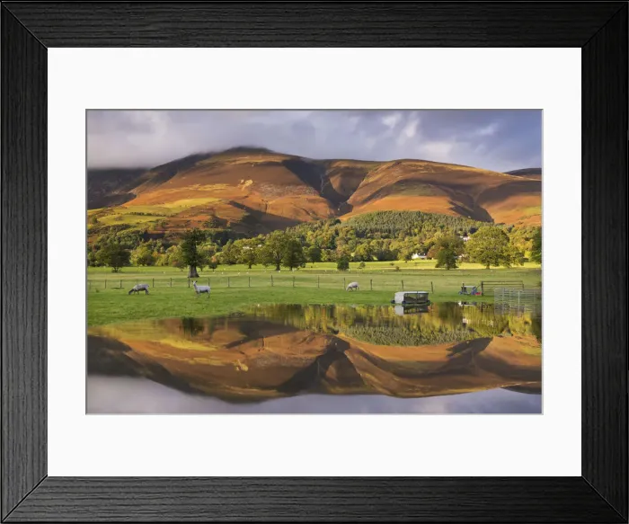 Framed Print : Skiddaw mountain illuminated in golden sunlight, reflected in a flooded field, Keswick Framed Print : Skiddaw mountain illuminated in golden sunlight, reflected in a flooded field, Keswick