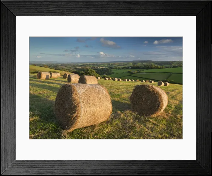 Framed Print : Hay Bales in the rolling fields of Mid Devon, England. Autumn (September) Framed Print : Hay Bales in the rolling fields of Mid Devon, England. Autumn (September)