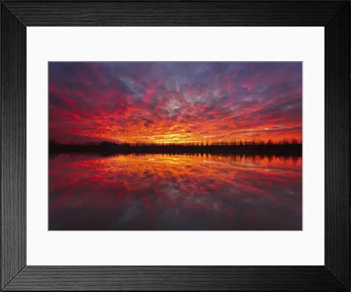 Framed Print : Red clouds, painted by the sunrise, with a row of poplars reflected by the rivers Framed Print : Red clouds, painted by the sunrise, with a row of poplars reflected by the rivers