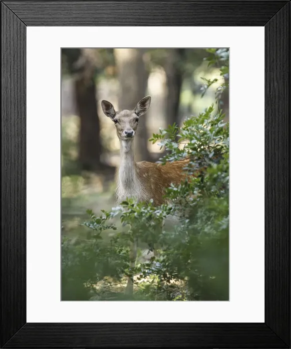 Framed Print : Tuscan, Italy. Roe Deer Framed Print : Tuscan, Italy. Roe Deer