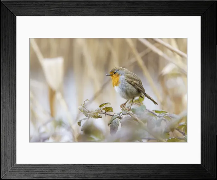 Framed Print : Sebino Natural Reserve, Lombardy, Italy. Robin Framed Print : Sebino Natural Reserve, Lombardy, Italy. Robin