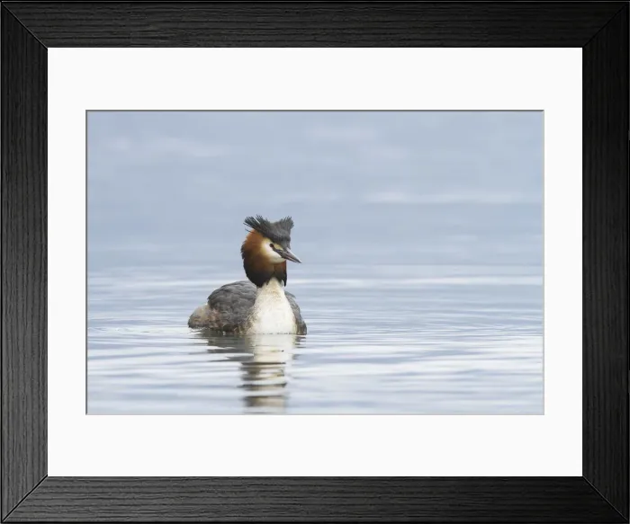 Framed Print : Iseo Lake, Lombardy, Italy. Great crested grebe
