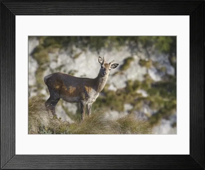 Framed Print : Lombardy, Italy. Deer Framed Print : Lombardy, Italy. Deer