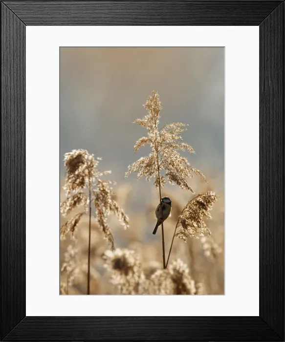 Framed Print : Sebino Natural Reserve, Lombardy, Italy. Blue tit Framed Print : Sebino Natural Reserve, Lombardy, Italy. Blue tit