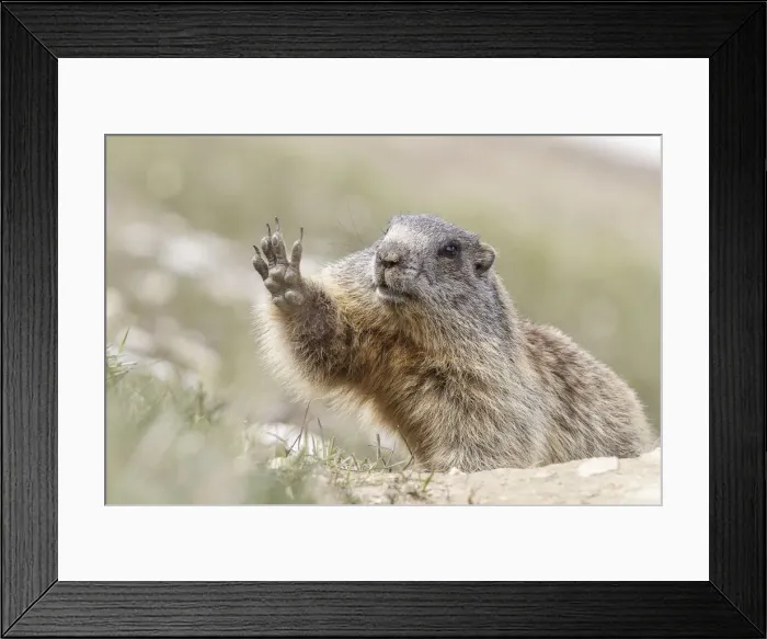 Framed Print : Stelvio National Park, Lombardy, Italy. Alpine marmot Framed Print : Stelvio National Park, Lombardy, Italy. Alpine marmot