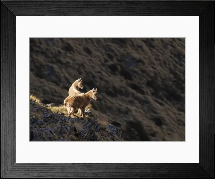 Framed Print : Lombardy, Italy. Ibex Framed Print : Lombardy, Italy. Ibex