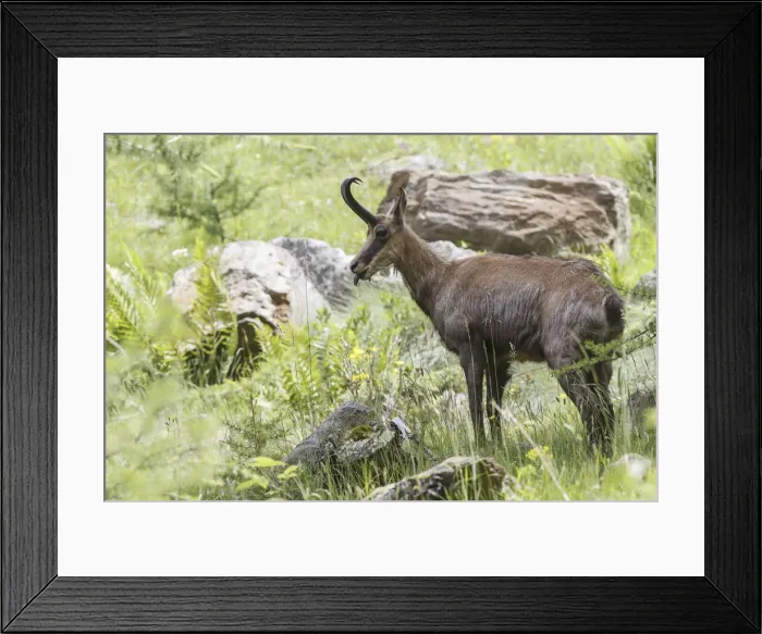 Framed Print : Lombardy, Italy. Chamois