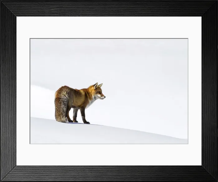 Framed Print : Gran Paradiso National Park, Piedmont, Italy. Red fox Framed Print : Gran Paradiso National Park, Piedmont, Italy. Red fox